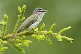 Image. Red-eyed Vireo