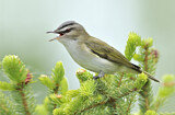 Image. Red-eyed Vireo