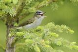 Image. Red-eyed Vireo