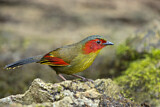 Image. Red-faced Liocichla