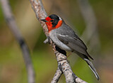 Image. Red-faced Warbler