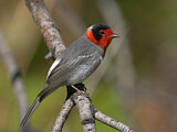 Image. Red-faced Warbler