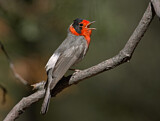 Image. Red-faced Warbler