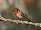 Image. Red-faced Warbler