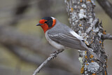 Image. Red-faced Warbler