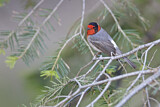 Image. Red-faced Warbler
