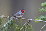 Image. Red-faced Warbler