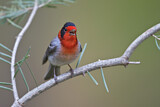 Image. Red-faced Warbler
