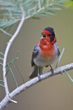 Image. Red-faced Warbler