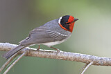 Image. Red-faced Warbler