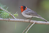 Image. Red-faced Warbler