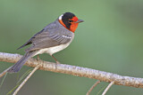 Image. Red-faced Warbler