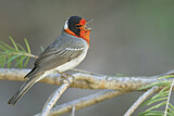 Image. Red-faced Warbler