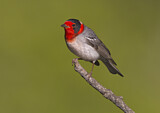 Image. Red-faced Warbler