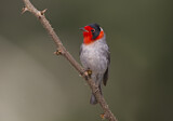 Image. Red-faced Warbler