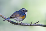Image. Red-flanked Bluetail