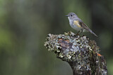 Image. Red-flanked Bluetail