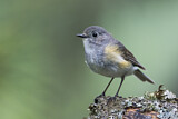 Image. Red-flanked Bluetail