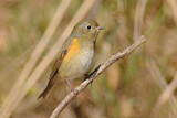 Image. Red-flanked Bluetail