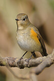 Image. Red-flanked Bluetail