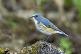 Image. Red-flanked Bluetail