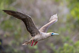 Image. Red-footed Booby