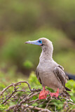 Image. Red-footed Booby