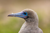 Image. Red-footed Booby