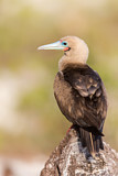 Image. Red-footed Booby