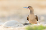 Image. Red-footed Booby