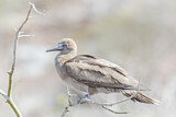 Image. Red-footed Booby