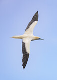 Image. Red-footed Booby