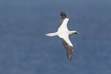 Image. Red-footed Booby