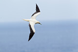 Image. Red-footed Booby