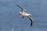 Image. Red-footed Booby