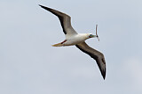 Image. Red-footed Booby
