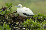 Image. Red-footed Booby
