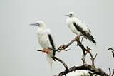 Image. Red-footed Booby