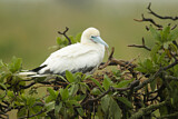 Image. Red-footed Booby