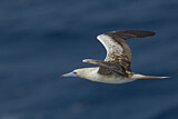 Image. Red-footed Booby