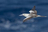 Image. Red-footed Booby
