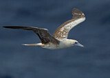 Image. Red-footed Booby