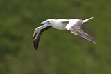 Image. Red-footed Booby