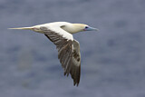 Image. Red-footed Booby