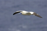 Image. Red-footed Booby