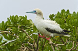 Image. Red-footed Booby