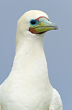 Image. Red-footed Booby
