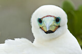 Image. Red-footed Booby