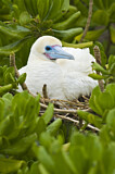 Image. Red-footed Booby