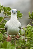 Image. Red-footed Booby